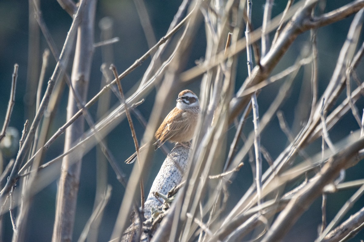 Meadow Bunting - ML646342505