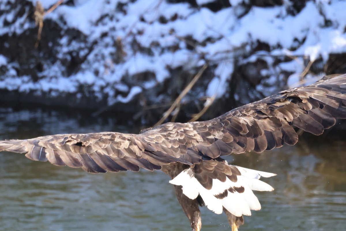 Орлан-білохвіст - ML646342506