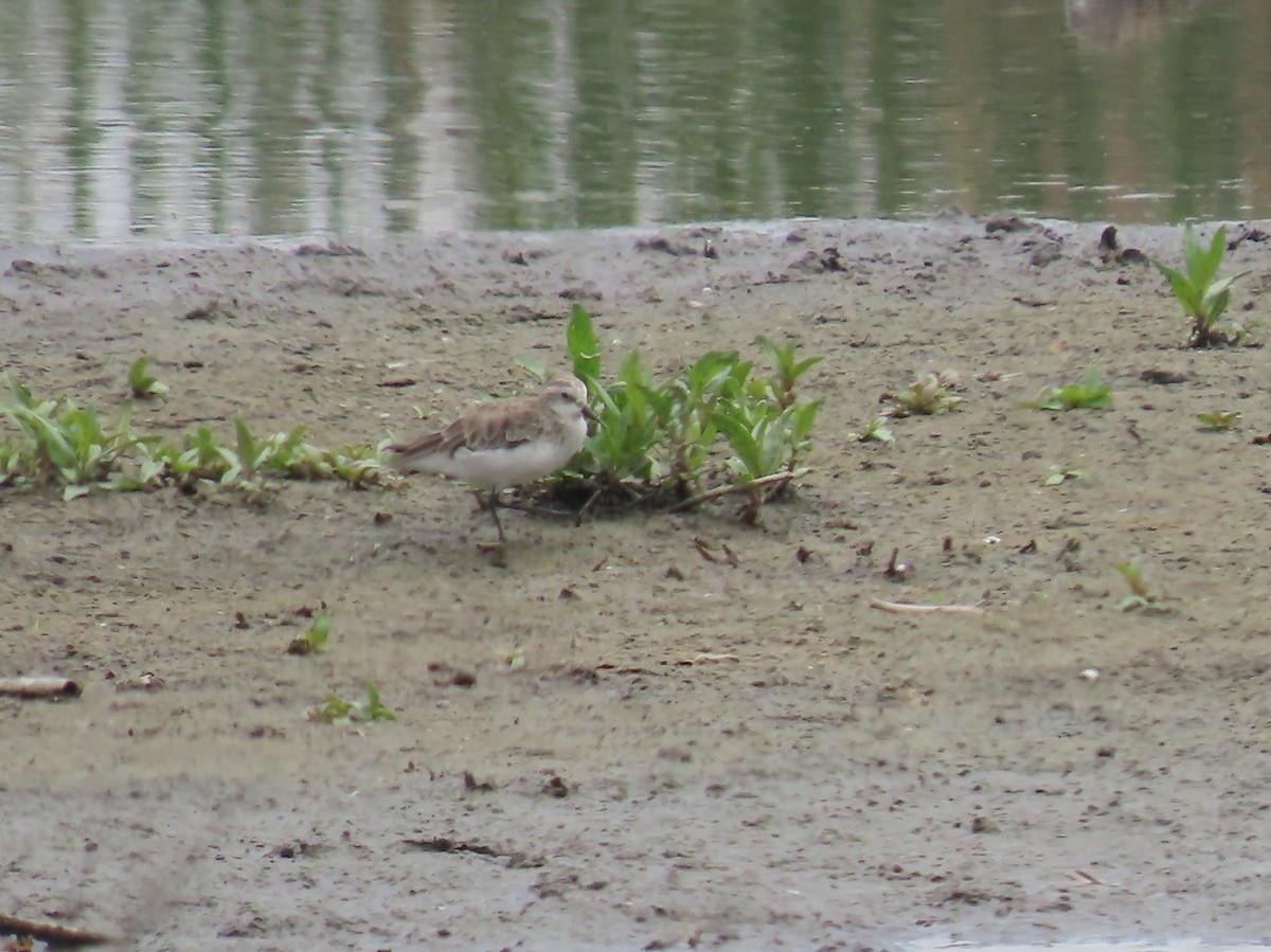 Little Stint - ML646342518
