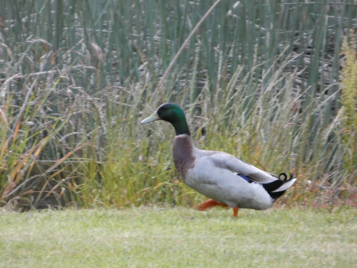 Mallard (Domestic type) - ML646342519
