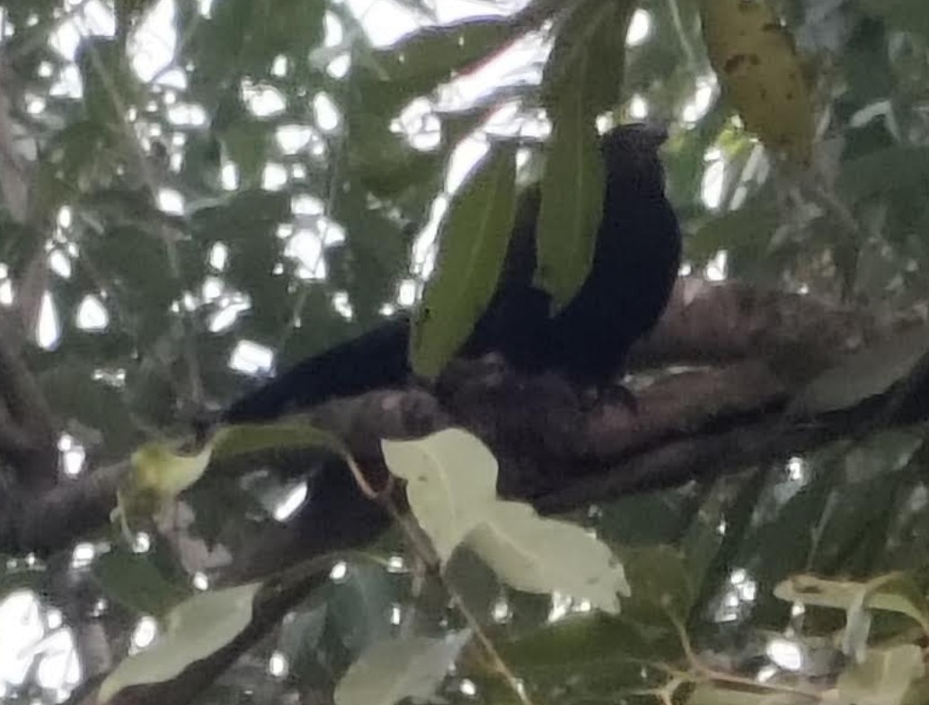 Greater Coucal - ML646342520