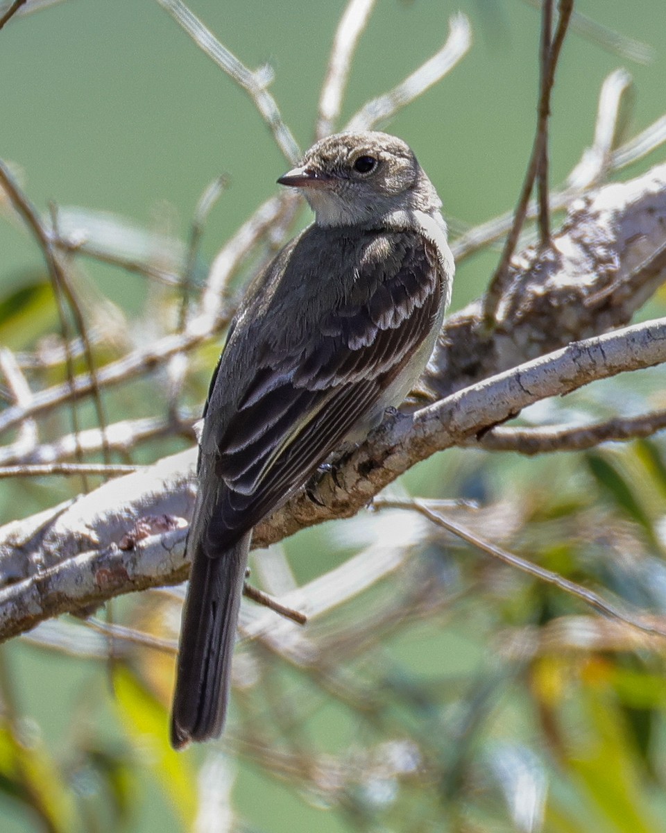 Lesser Elaenia - ML646342523