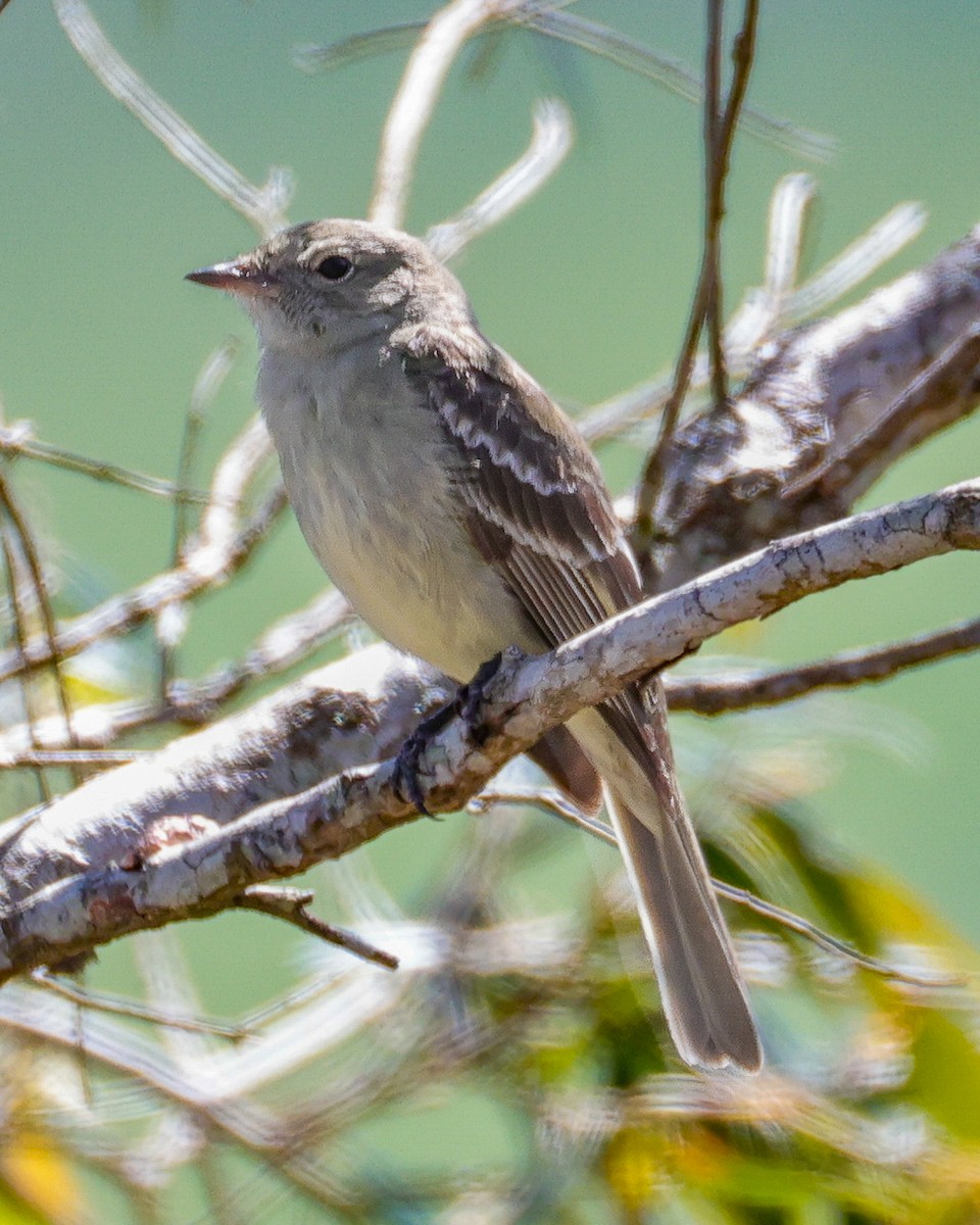 Lesser Elaenia - ML646342524
