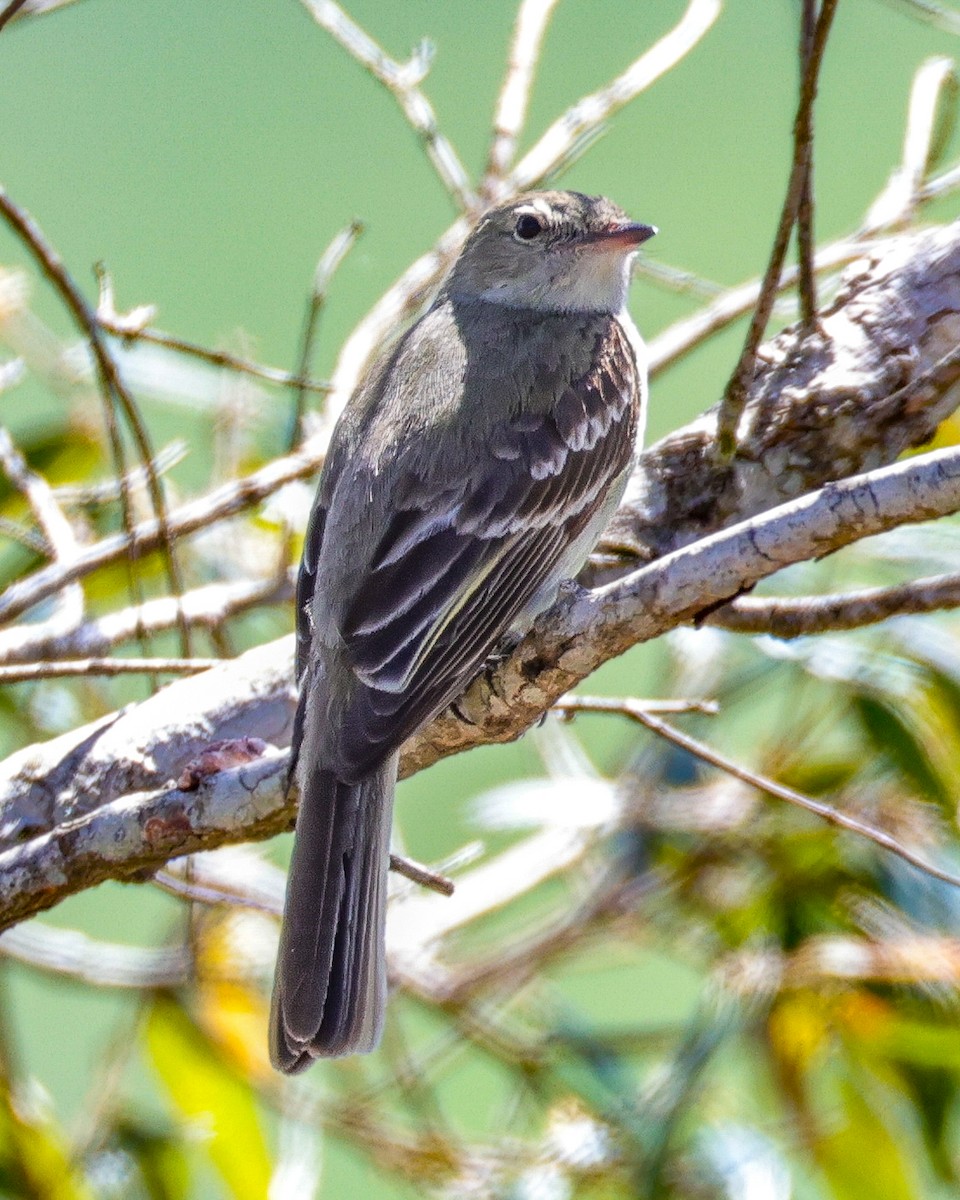 Lesser Elaenia - ML646342525