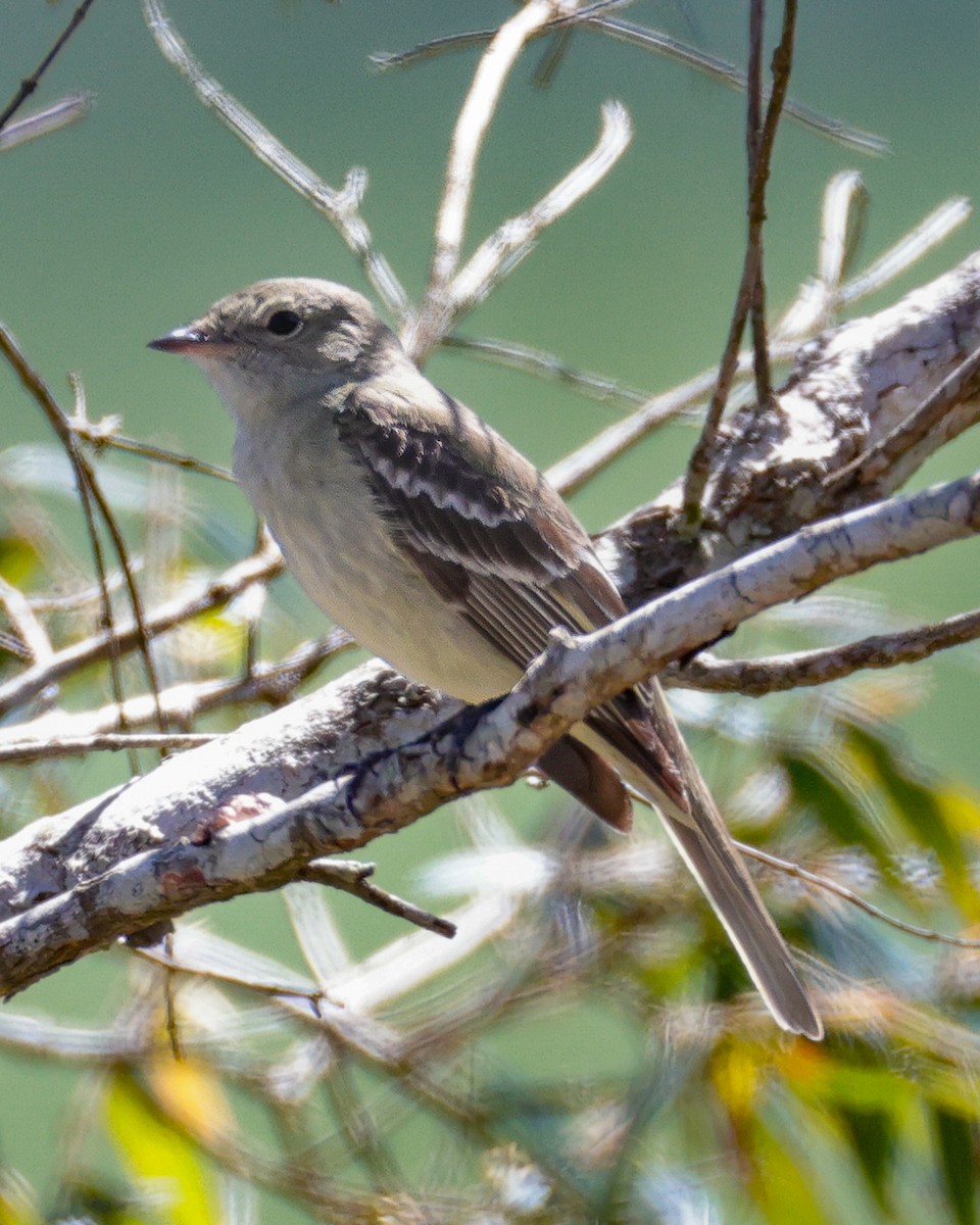 Lesser Elaenia - ML646342526
