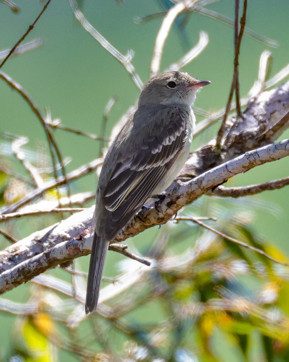 Lesser Elaenia - ML646342527