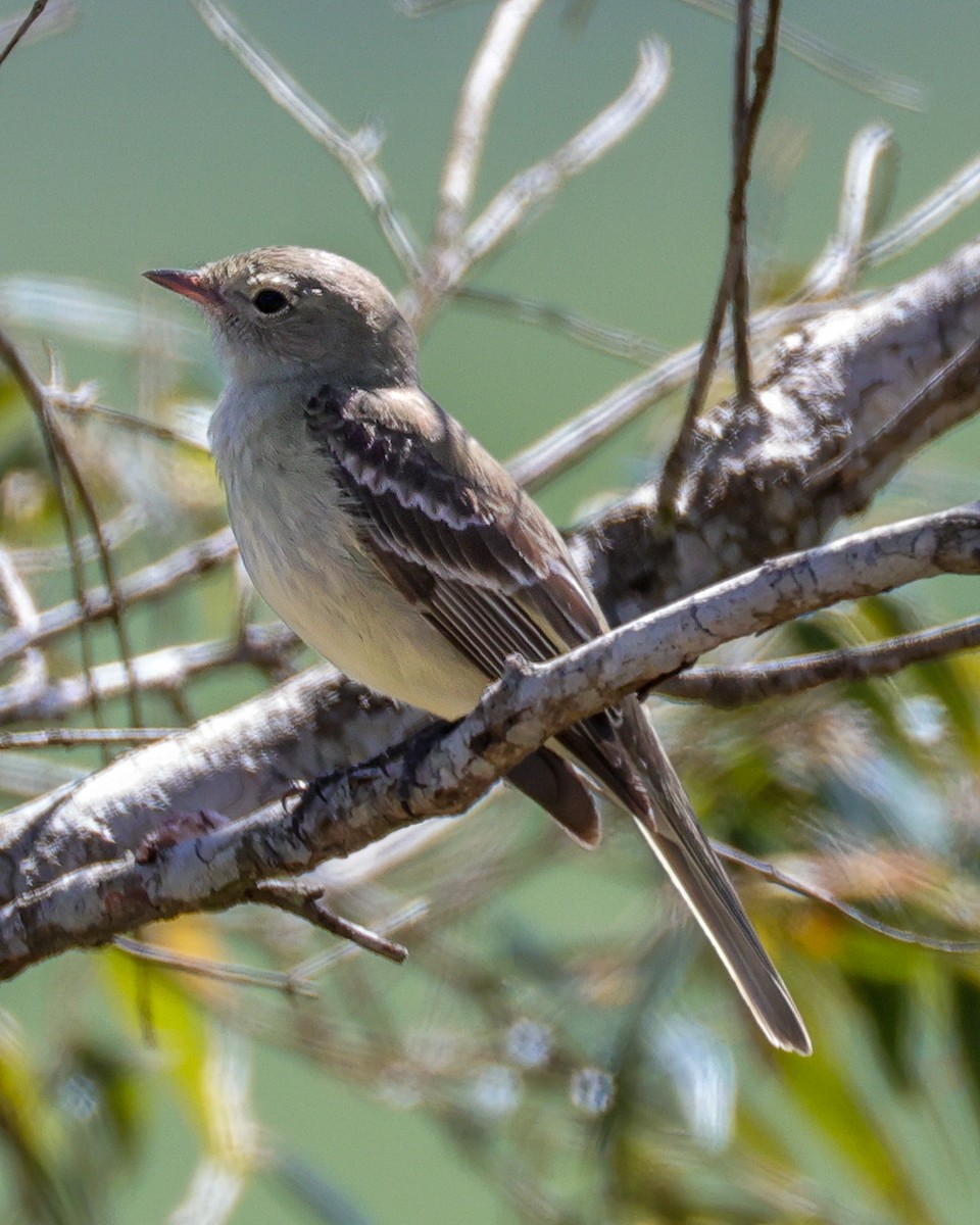 Lesser Elaenia - ML646342528