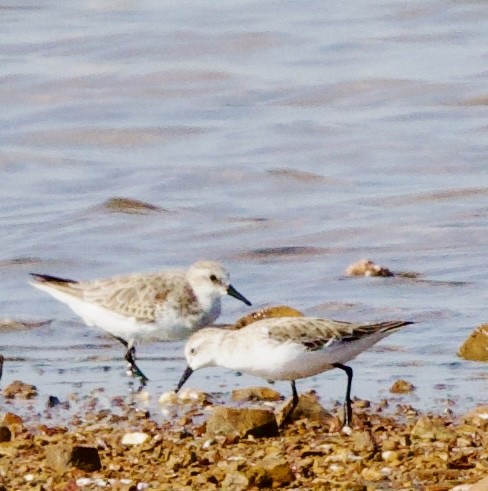 Temminck's Stint - ML646342529