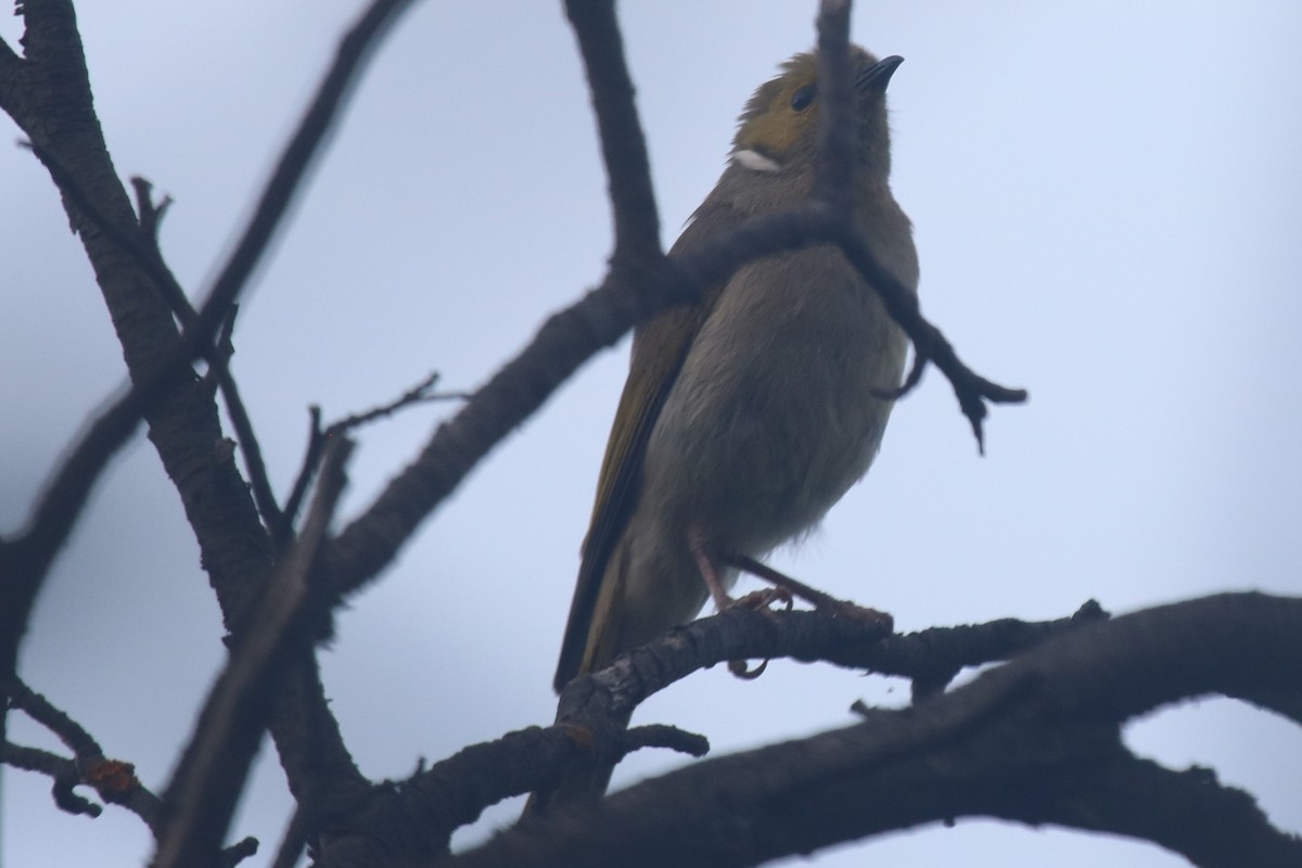 White-plumed Honeyeater - ML646342530