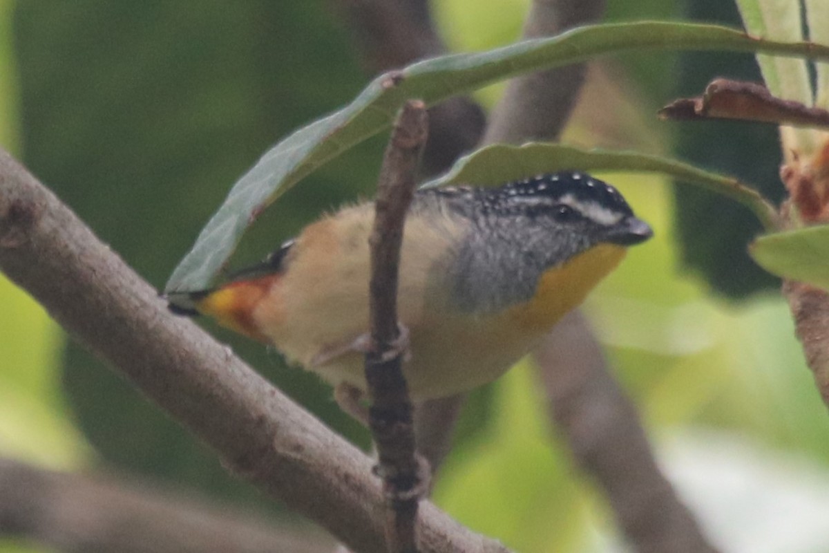 Spotted Pardalote - ML646342533