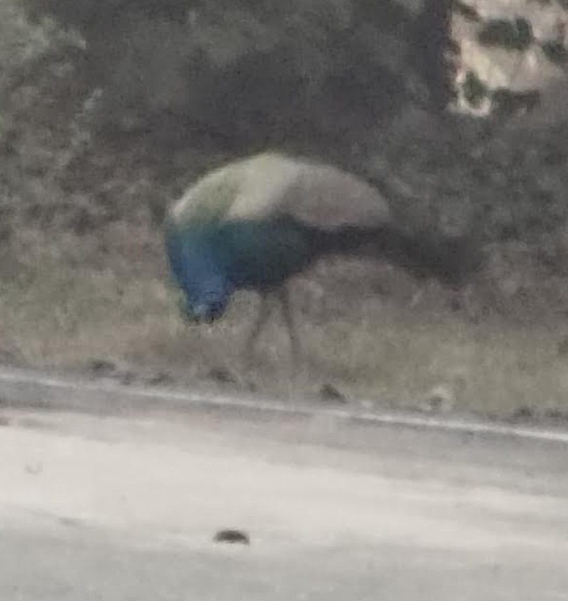 Indian Peafowl - ML646342534