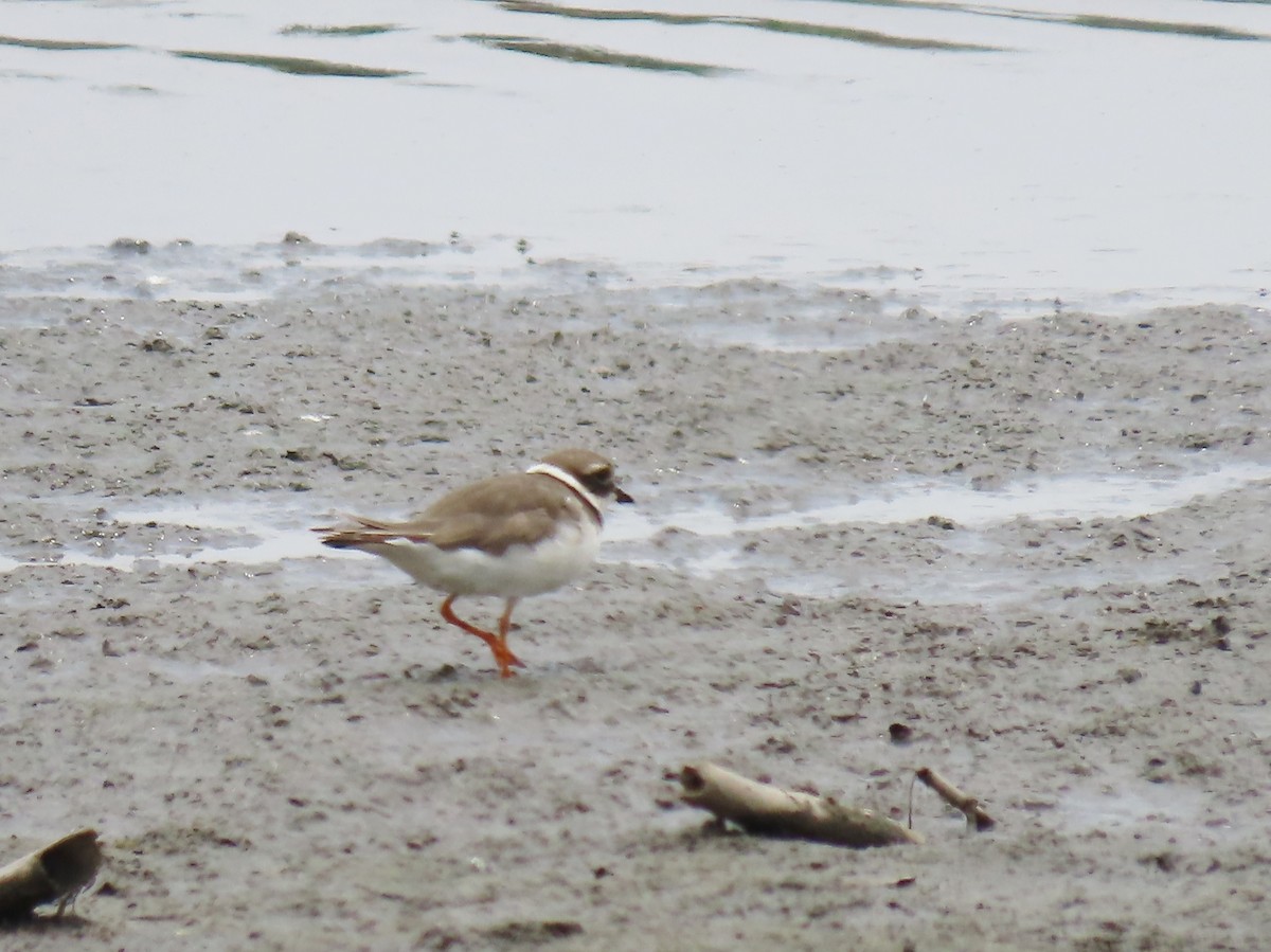 Common Ringed Plover - ML646342536