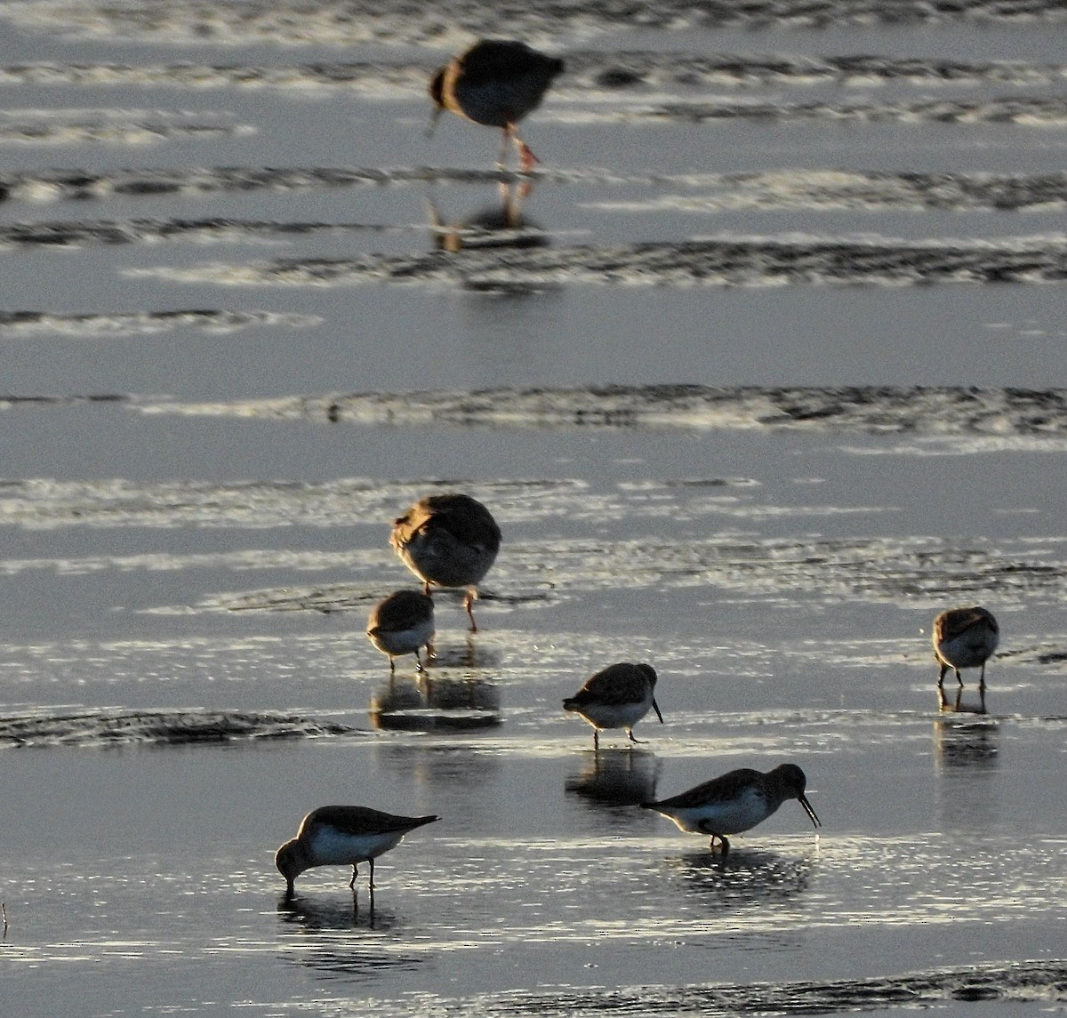 Dunlin - ML646342537