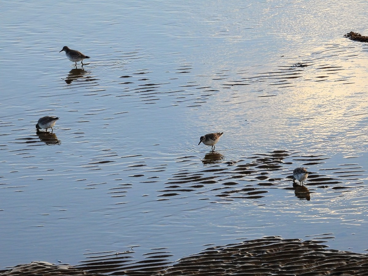 Dunlin - ML646342538