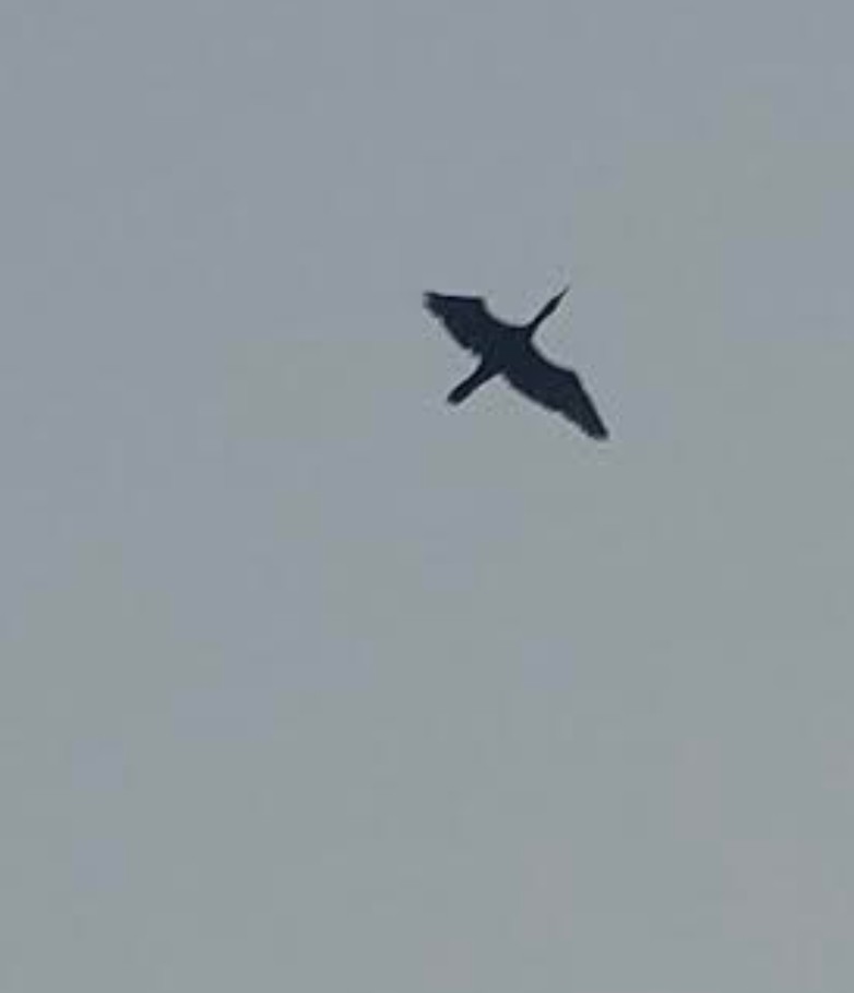 Great Cormorant - ML646342539