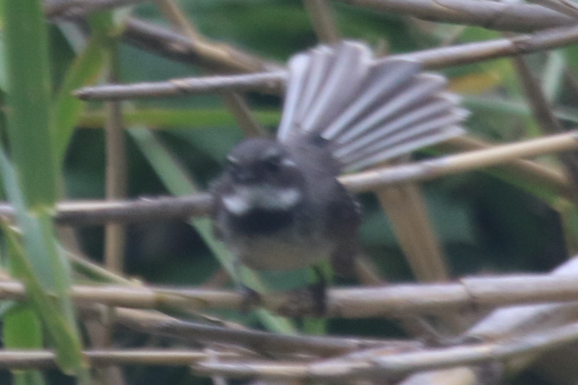 Gray Fantail - ML646342540