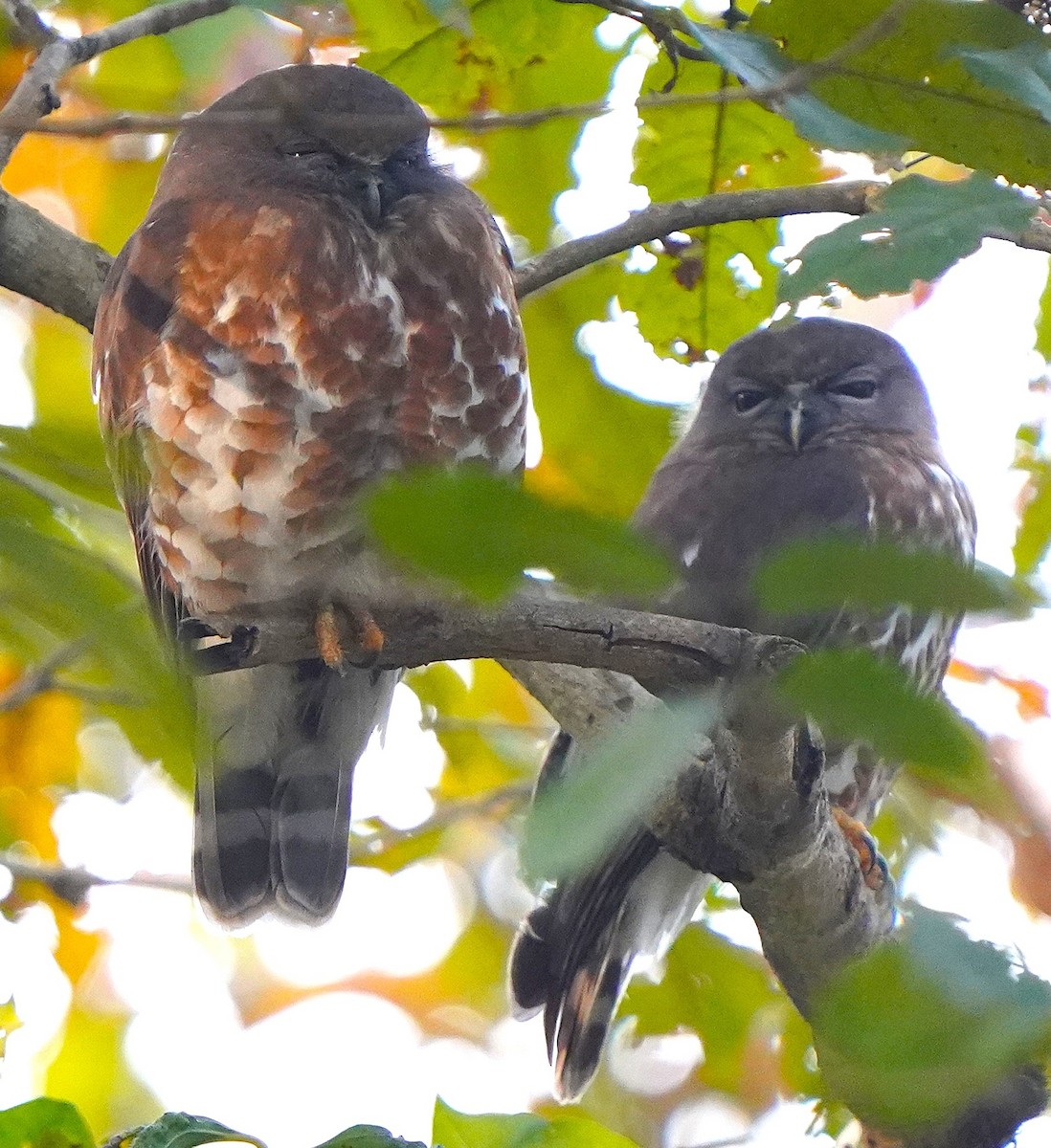 Brown Boobook - ML646342541