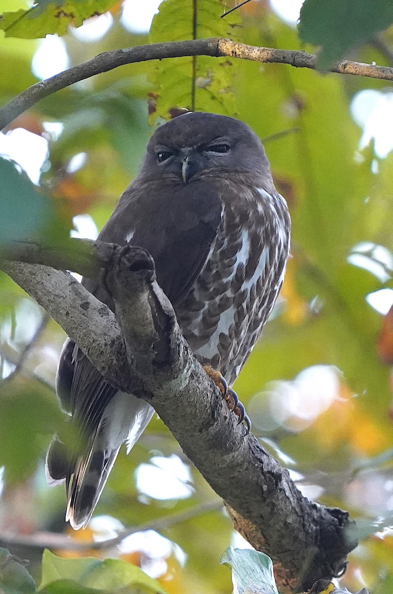 Brown Boobook - ML646342544