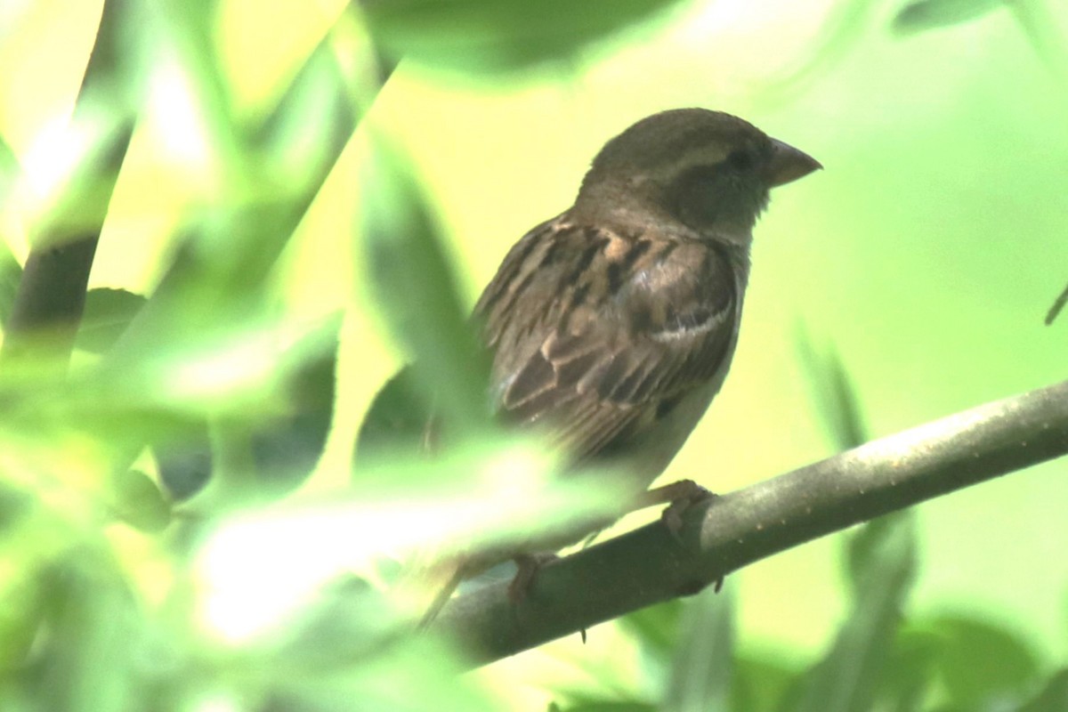 Eurasian Tree Sparrow - ML646342545