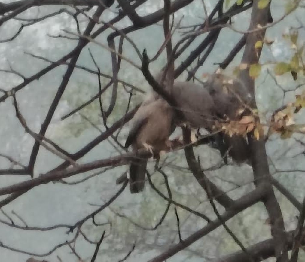 Jungle Babbler - ML646342546