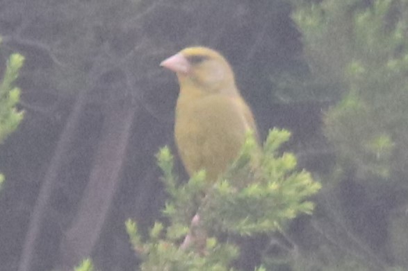 European Greenfinch - ML646342547