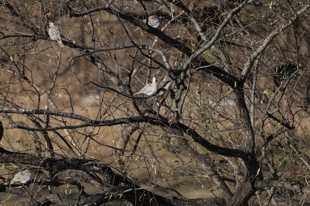 Eurasian Collared-Dove - ML646342549