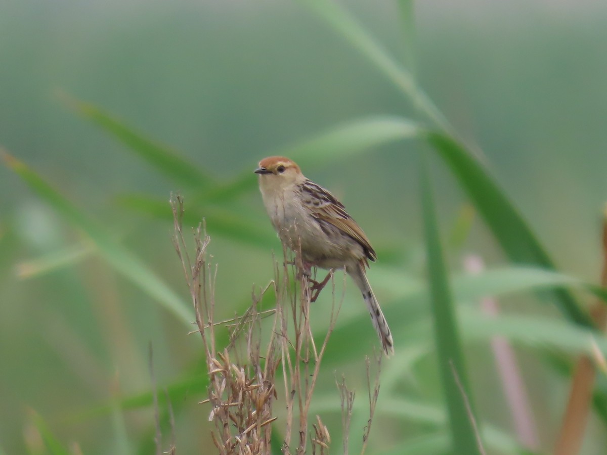 Levaillant's Cisticola - ML646342558