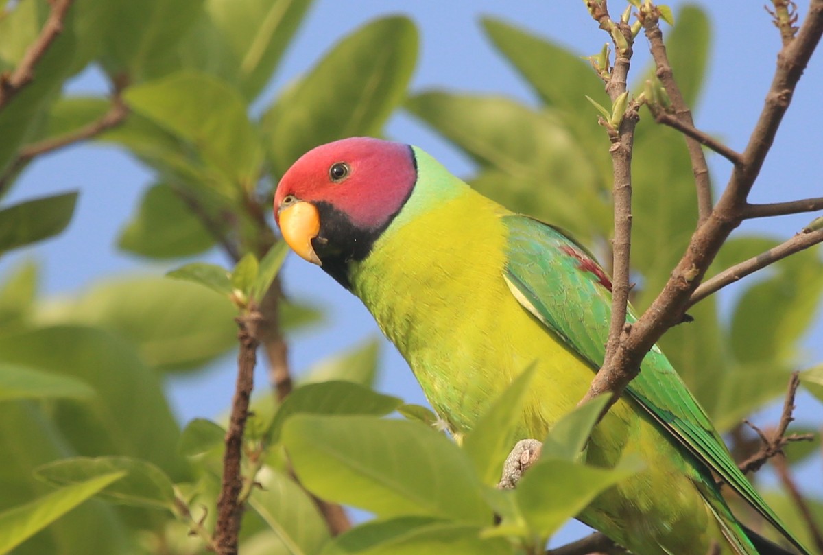 Папужець фіолетовоголовий - ML646342560