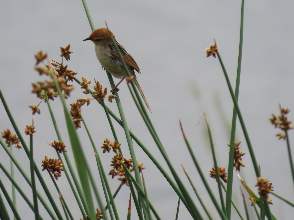 Levaillant's Cisticola - ML646342562