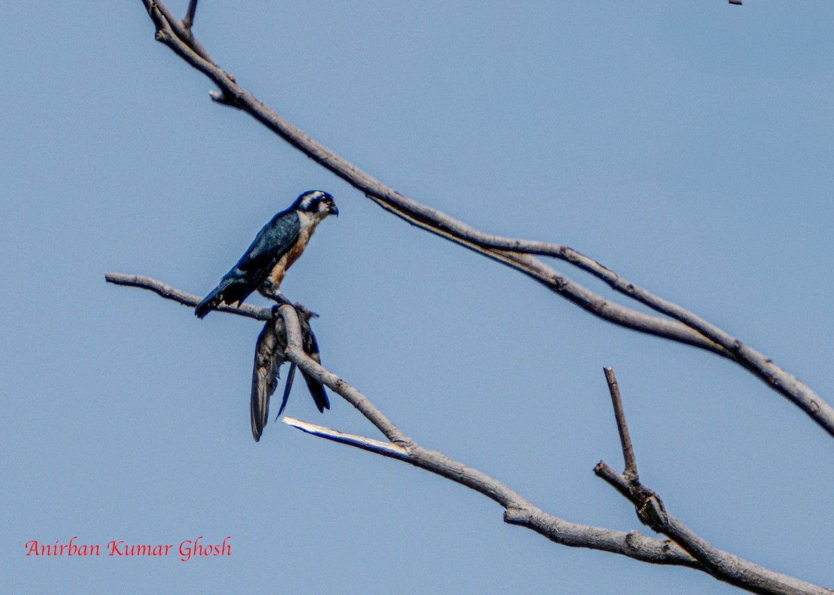 Black-thighed Falconet - ML646342565