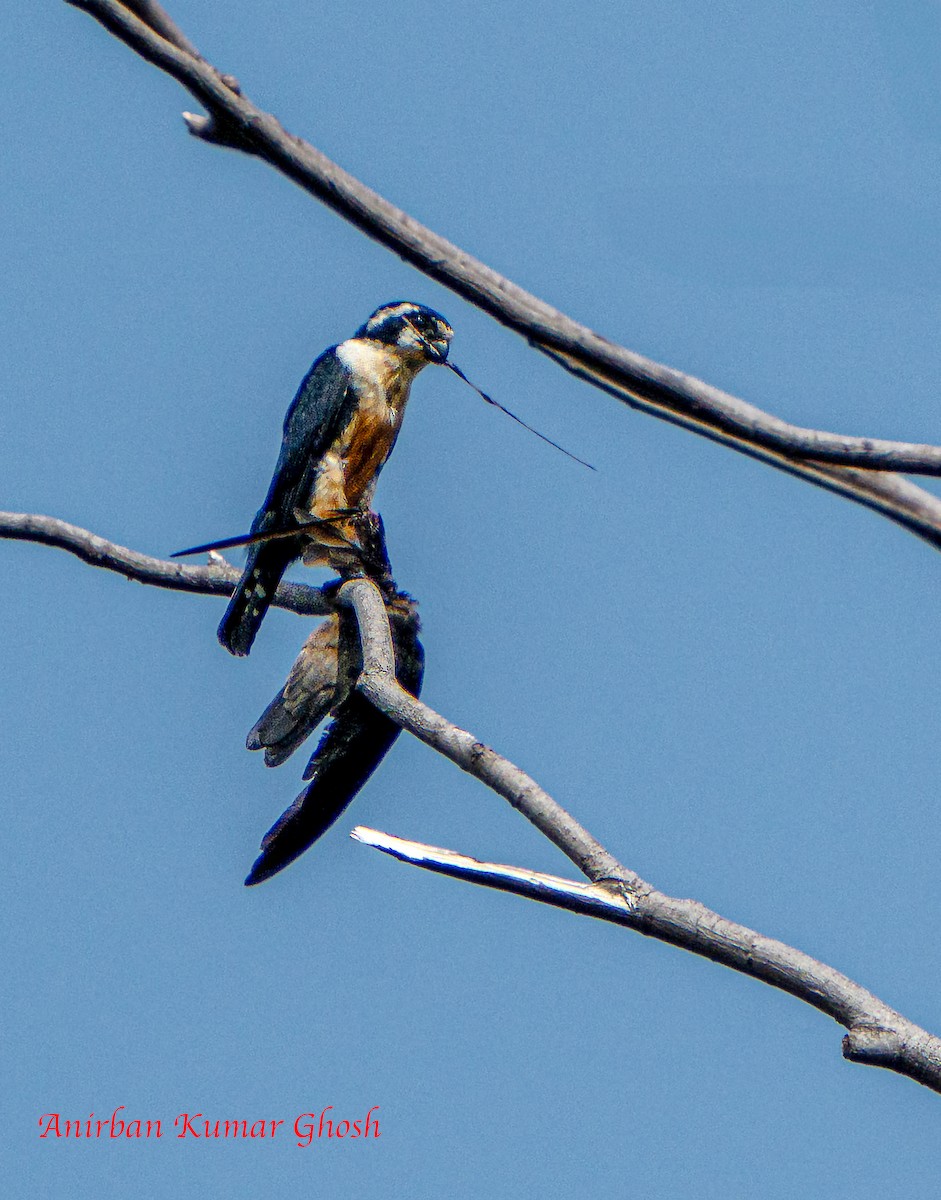 Black-thighed Falconet - ML646342566