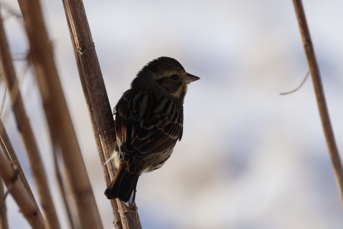 Вівсянка маскова - ML646342567