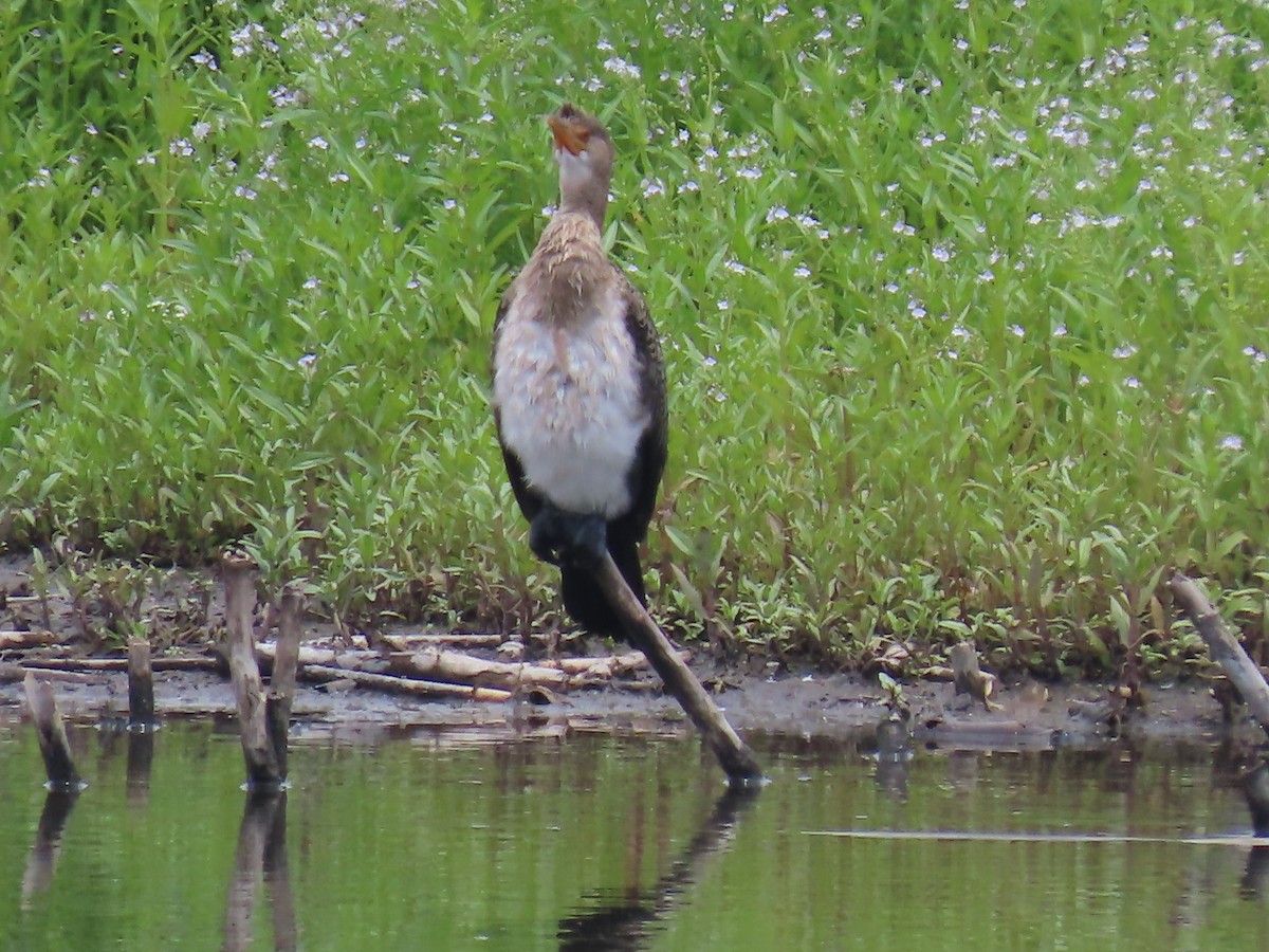Reed Cormorant - ML646342569