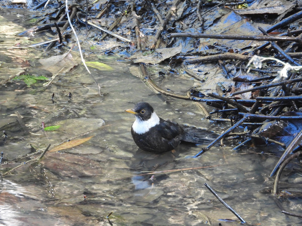 White-collared Blackbird - ML646342571