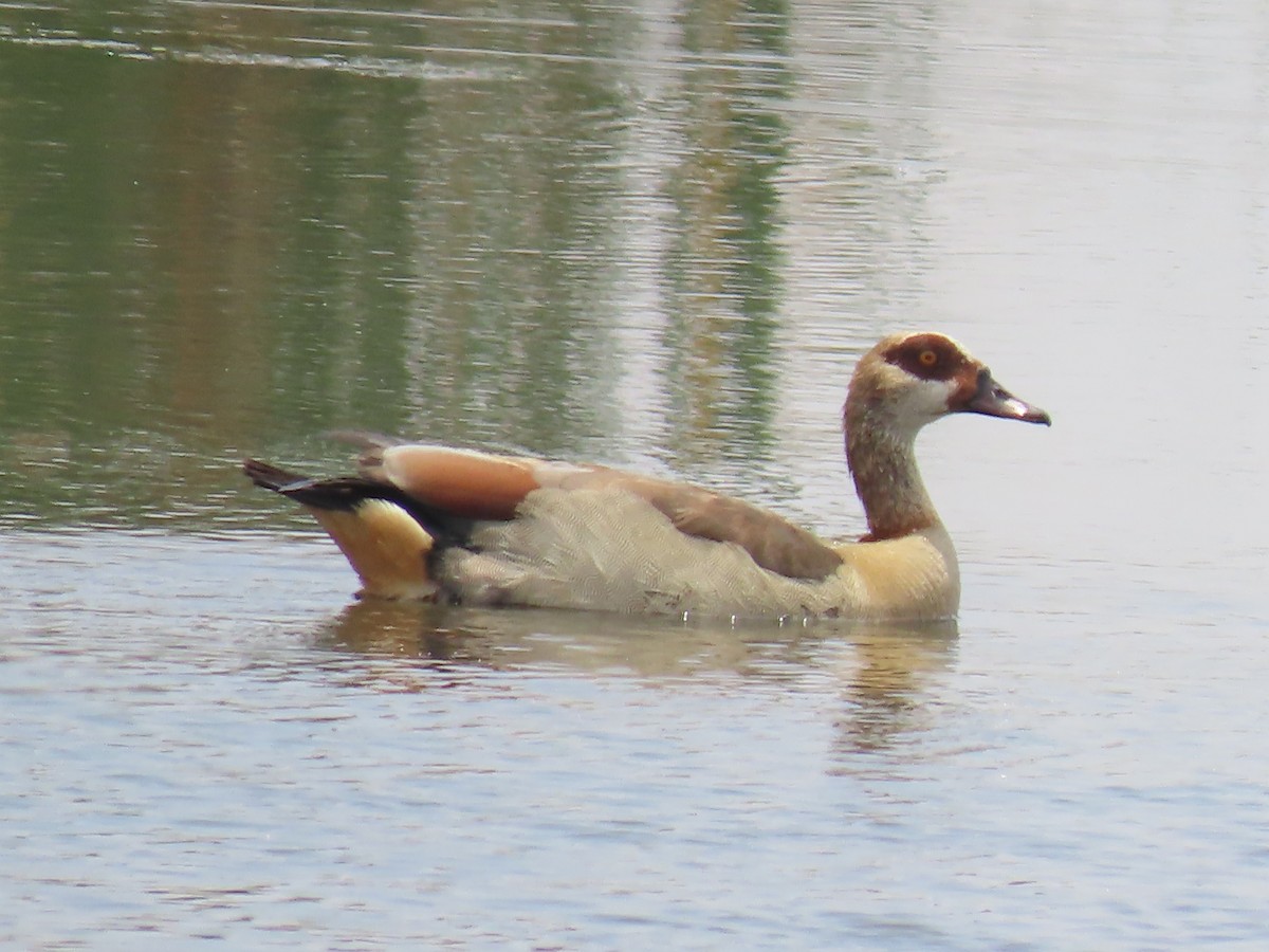 Egyptian Goose - ML646342575