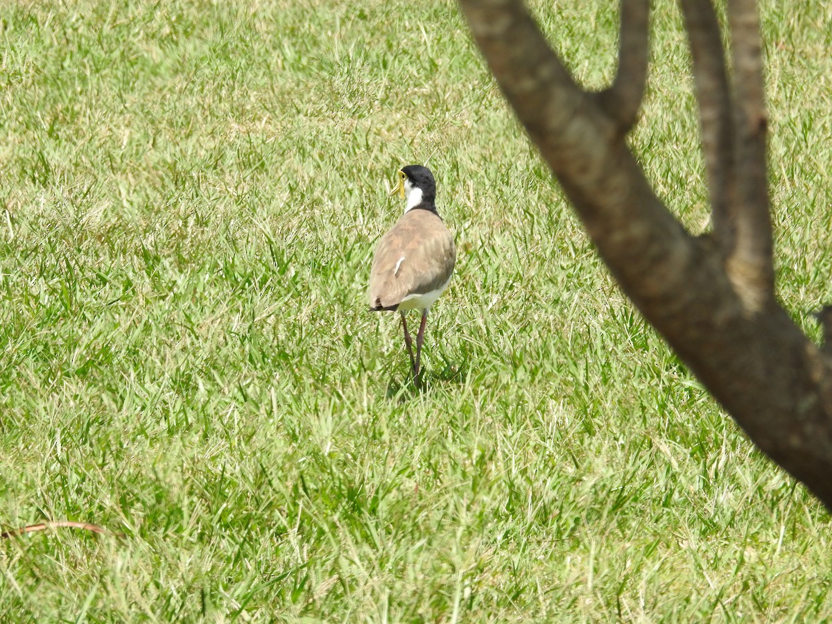 Masked Lapwing - ML646342578