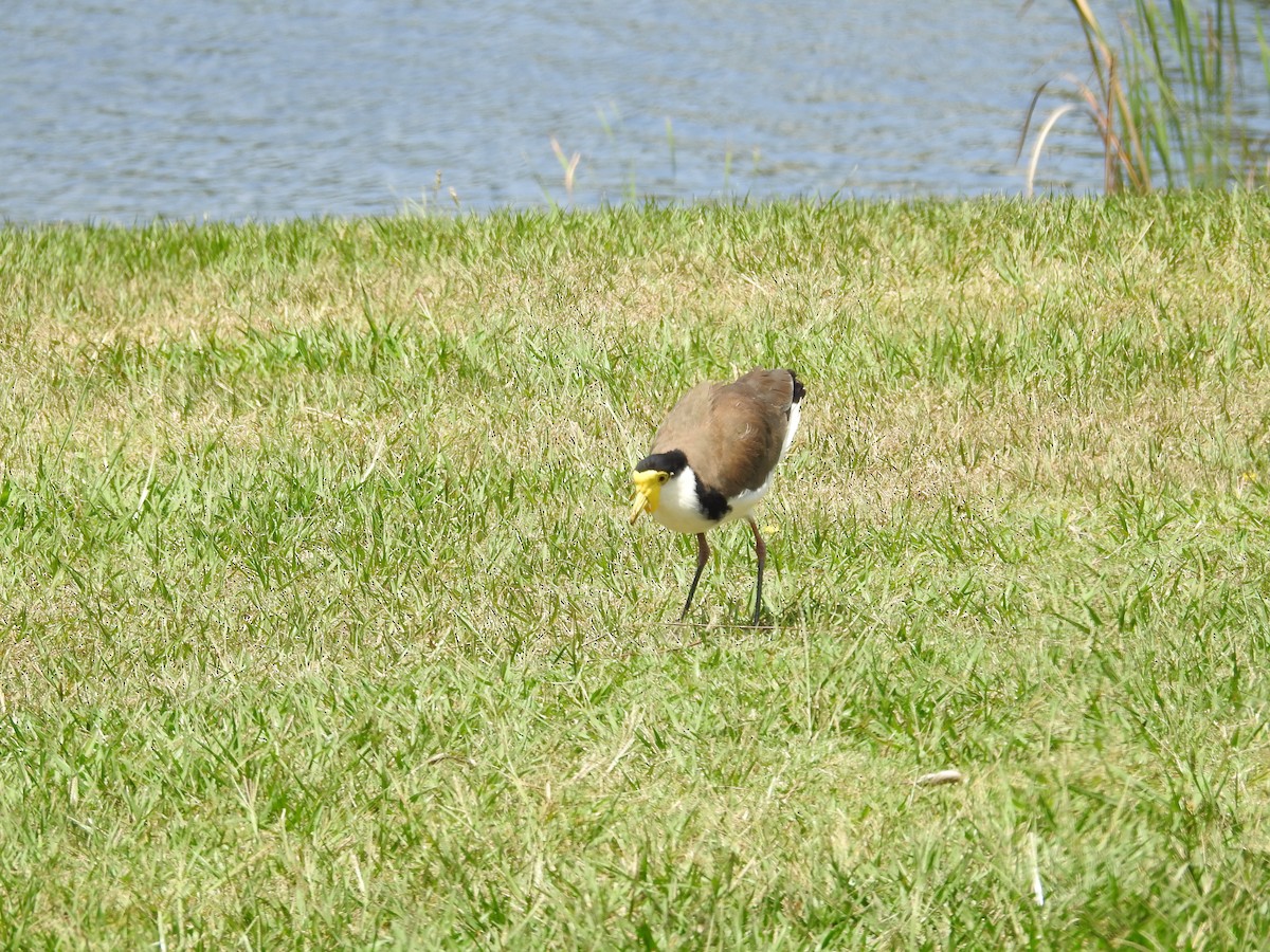 Masked Lapwing - ML646342579