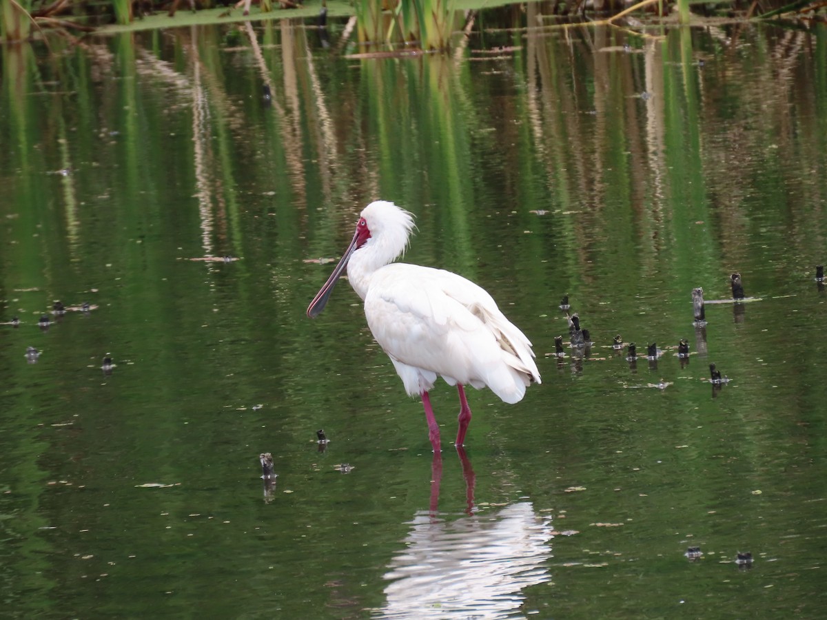 African Spoonbill - ML646342580