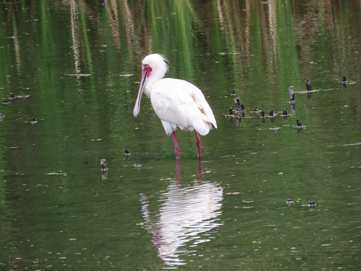 African Spoonbill - ML646342581
