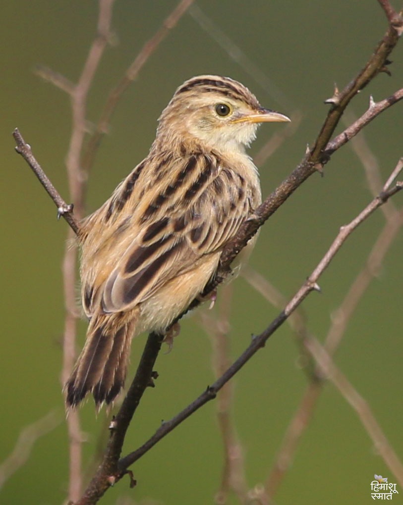 棕扇尾鶯 - ML646342582