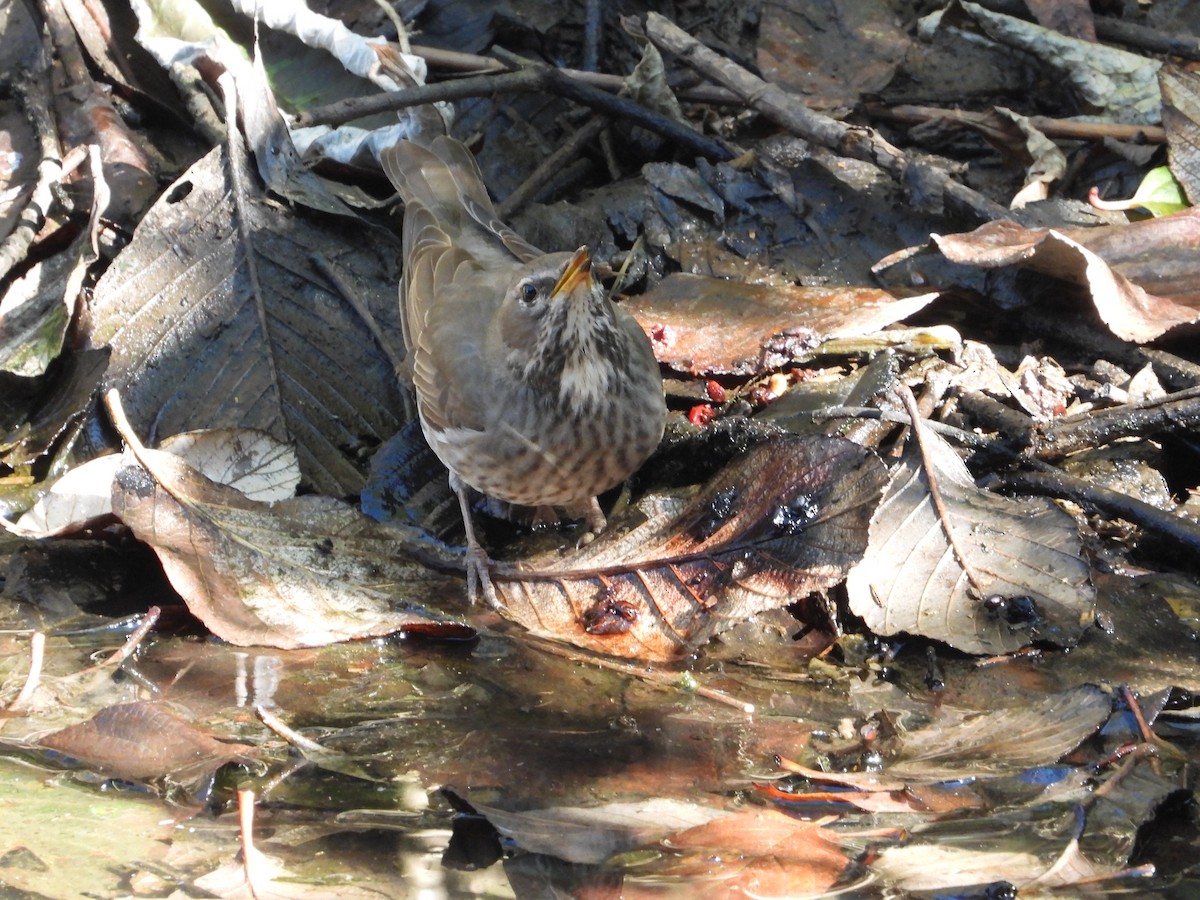 黑頸鶇 - ML646342583