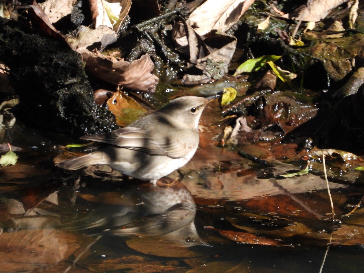 黑頸鶇 - ML646342584