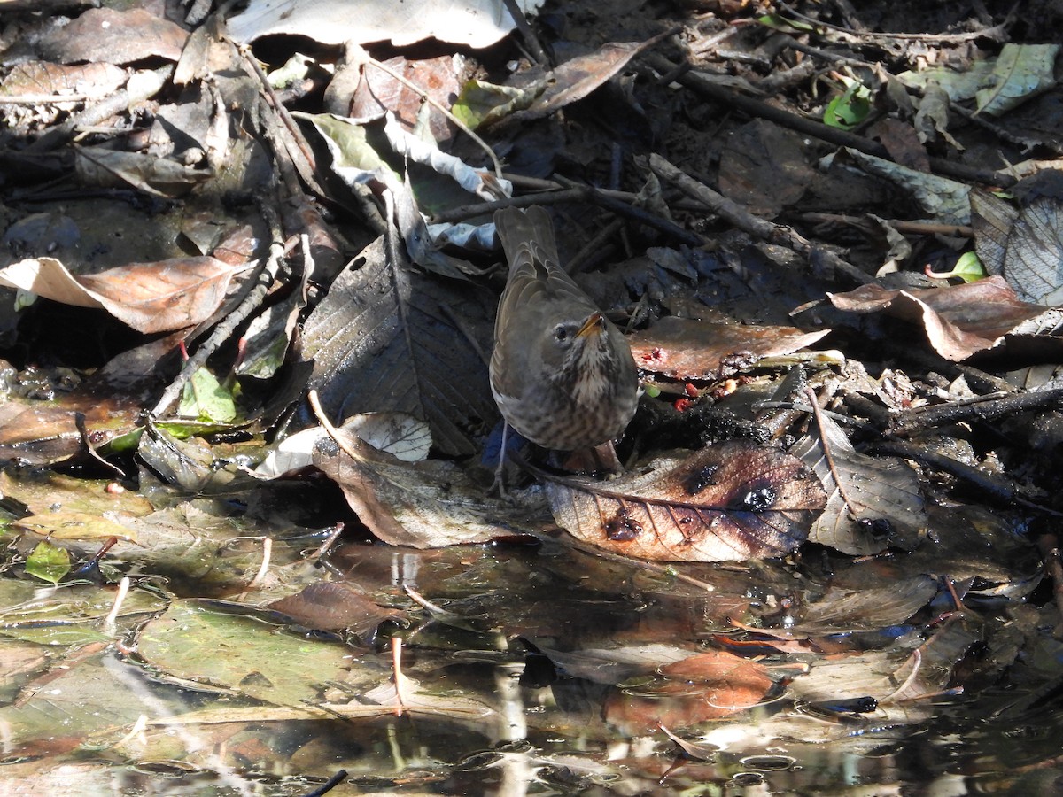 黑頸鶇 - ML646342585