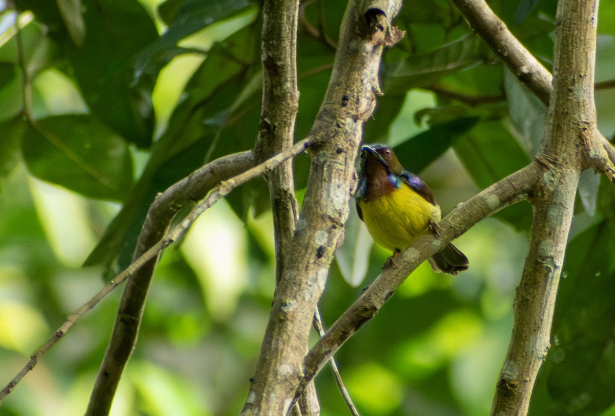 Brown-throated Sunbird - ML646342587