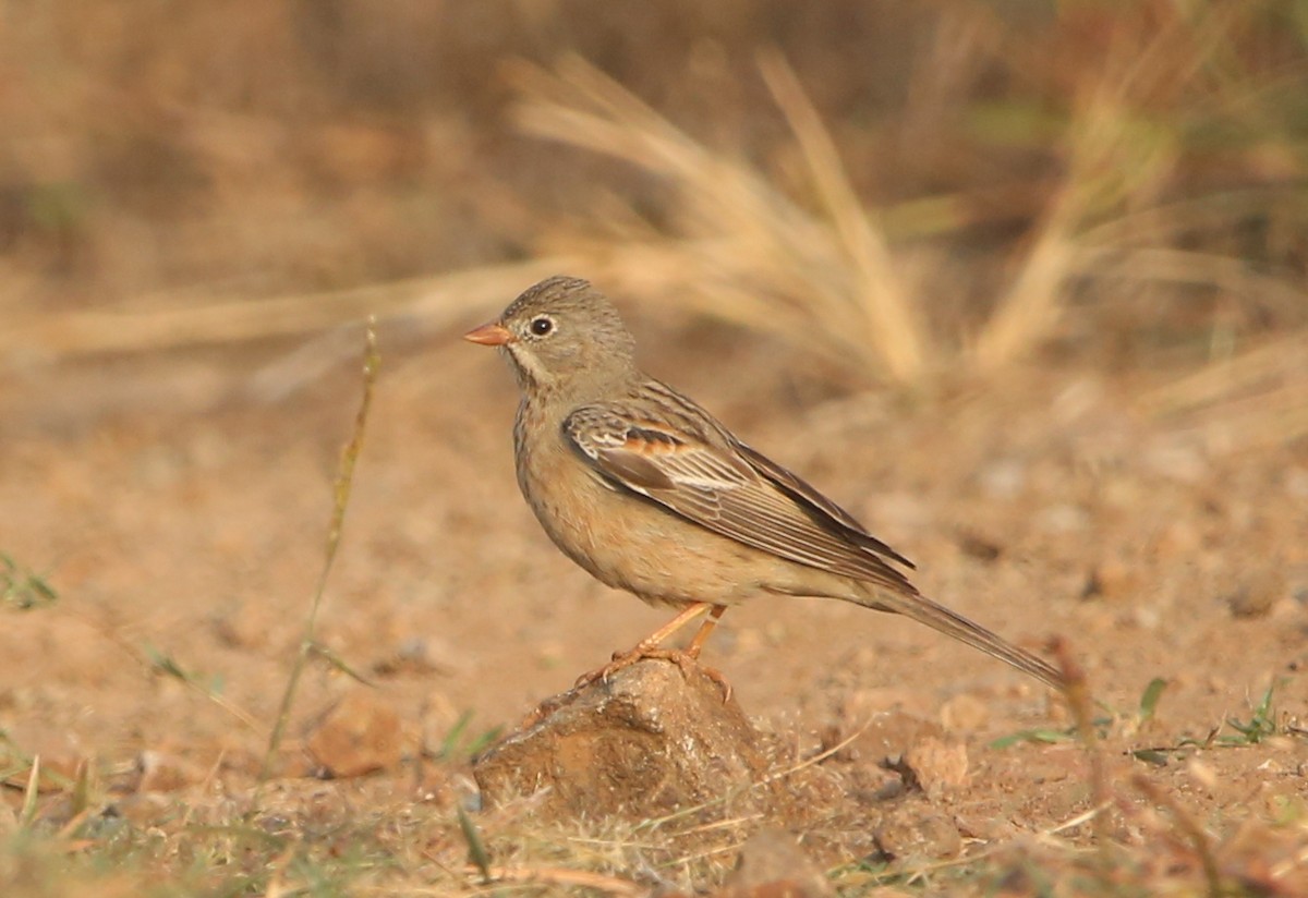 灰頸鵐 - ML646342589