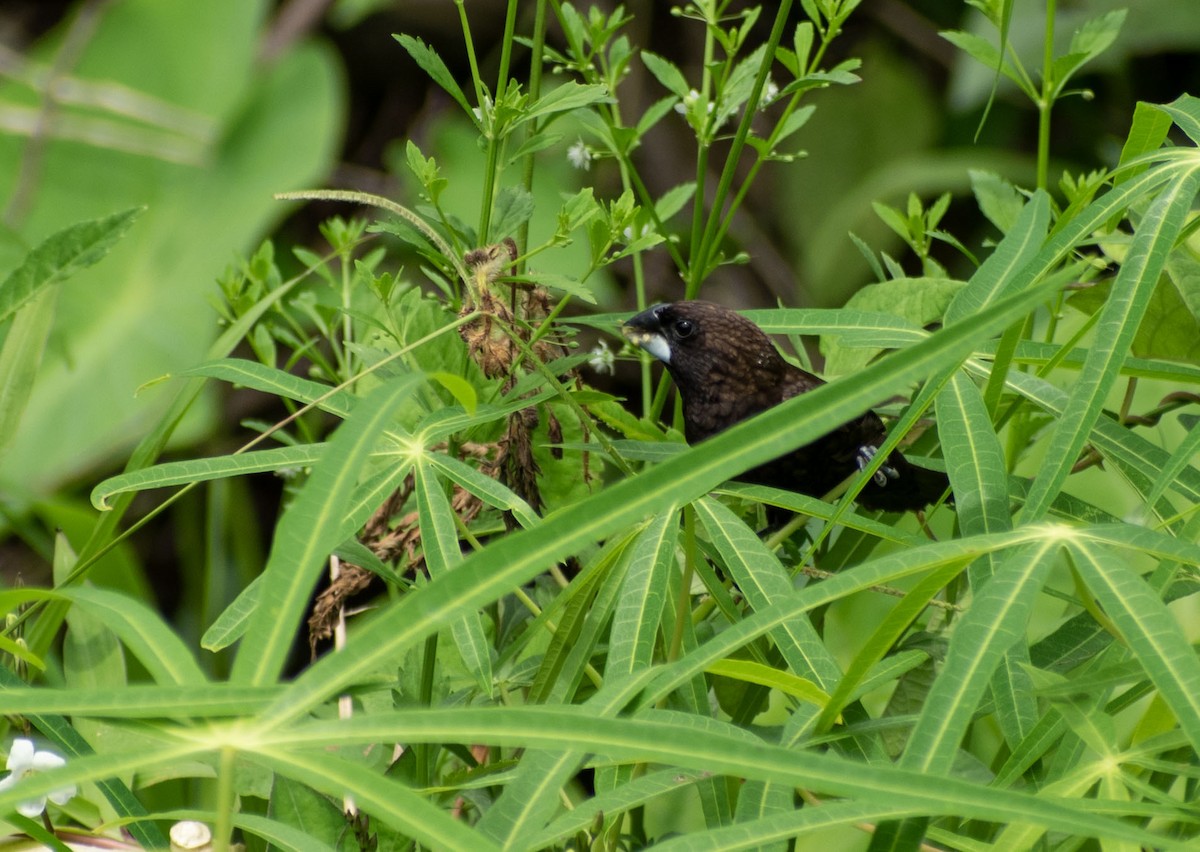 Dusky Munia - ML646342592