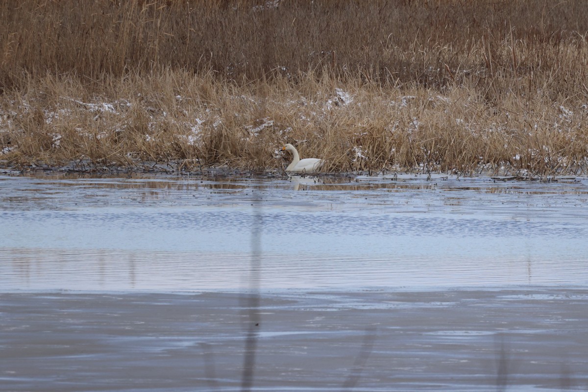 黃嘴天鵝 - ML646342593