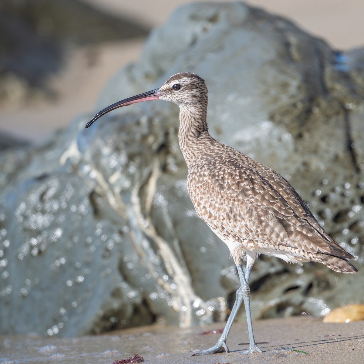 美洲中杓鷸 - ML646342594