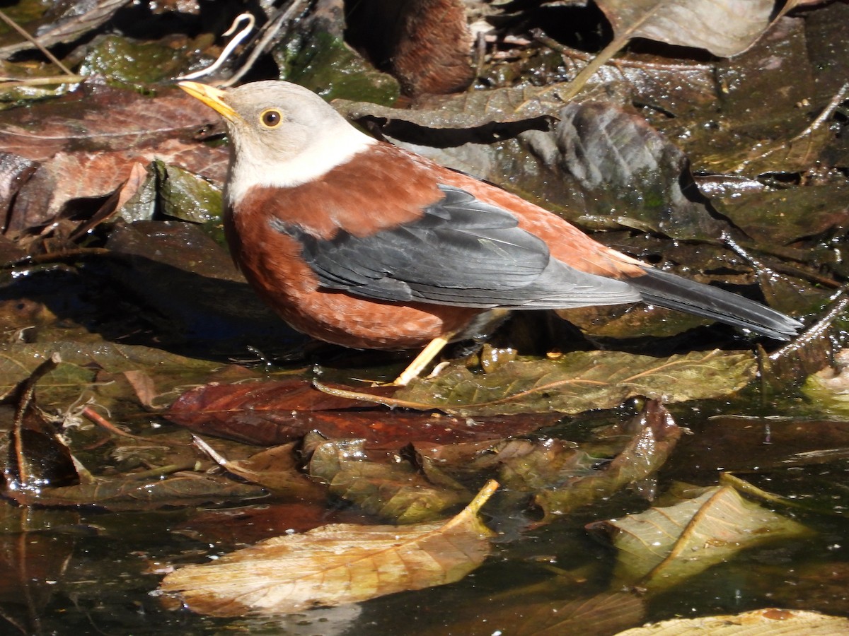 Chestnut Thrush - ML646342595