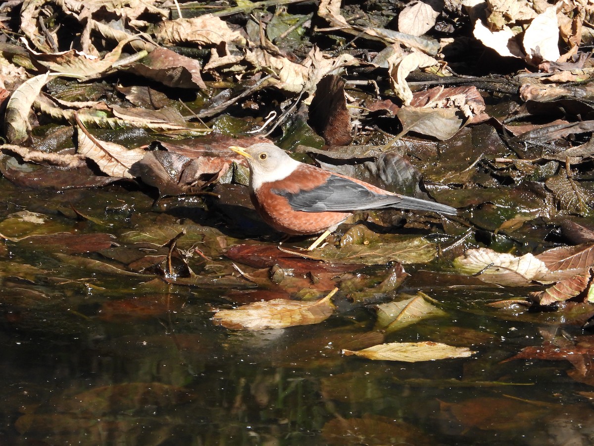 Chestnut Thrush - ML646342596